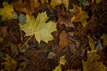 fallen leaves in the forest