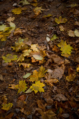 fallen leaves in the forest