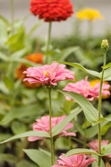 Closeup of red and pink flowers of Zinnia flowers are in full blooming, selective foucs