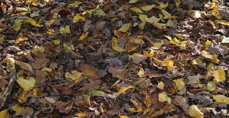 Waldboden in der Wahner Heide
