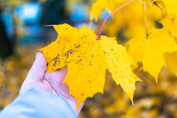 Yellow Maple leaf in hand. Autumn time concept