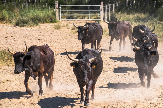 Camargue Bulls Herd