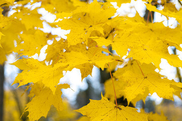 Yellow, bright leaves on a tree, close-up. Autumn background.