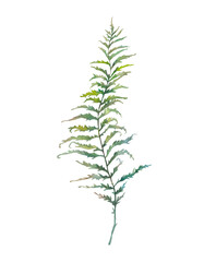 Watercolor fern leaf. Hand painted greenery branch isolated on white background. Plant silhouette