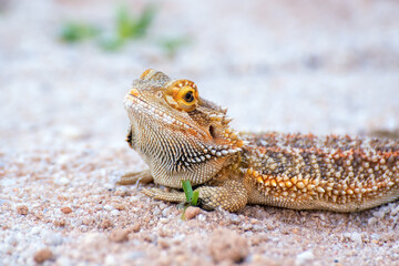 Bearded dragon in the sand 