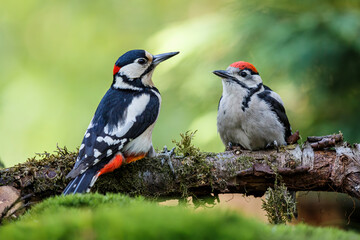 Father and child Great Spotted Woodpecker ( Dendrocopos major) sitting on a branch in the forest of Noord Brabant in the Netherlands. 