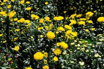 Yellow blooming flowers