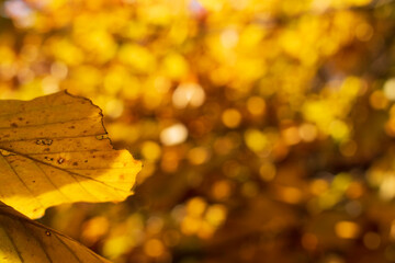 Bright and colorful autumn leaves patterns and backgrounds.
