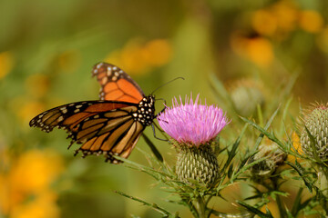 Summer flowers and butterflies