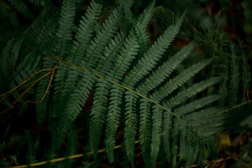 green fern in the forest