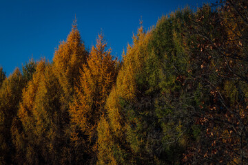 Fototapeta na wymiar beautiful colorful conifers on a warm autumn day