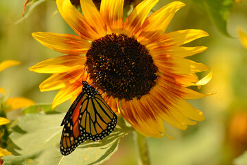 Summer flowers and butterflies