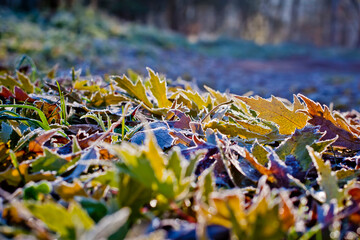 Background of beautiful multi-colored fallen leaves caught in the first frost on an autumn frosty morning. Shallow depth of field, selective focus
