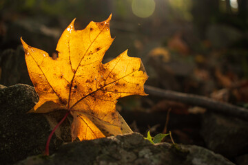 Bright and colorful autumn leaves patterns and backgrounds.