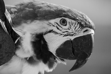 ara © Anya Photography