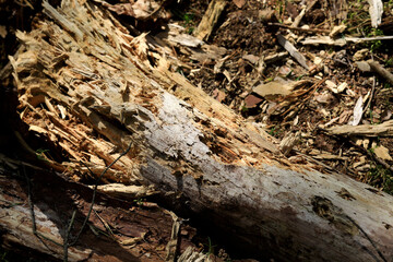 Decaying trunk of a fallen tree
