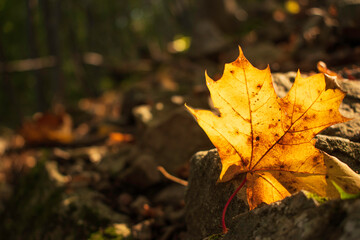 Bright and colorful autumn leaves patterns and backgrounds.