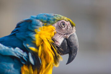 blue and yellow macaw