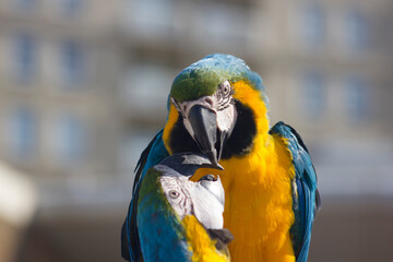 blue and yellow macaw