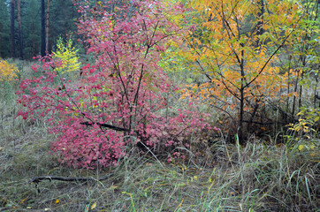 Forest near Kiev at autumn