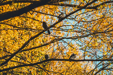 Doves sit on birch branches on a sunny autumn day