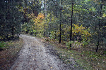 Forest near Kiev at autumn