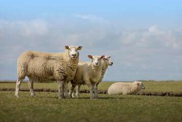 sheep in the field