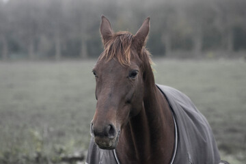 portrait of a horse