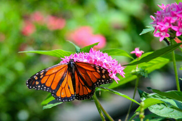 monarch butterfly on flower