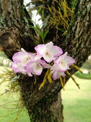 orquídea rosa em arvore jardim primavera