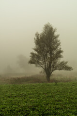 Tree in the fog