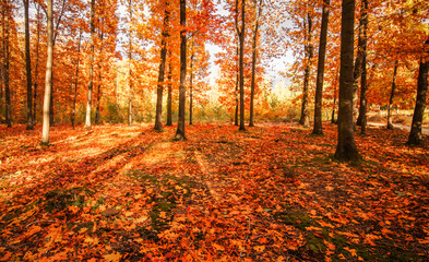 Colorful leaves in autumn forest.