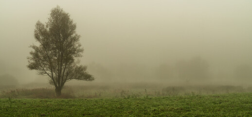 Misty morning in the field