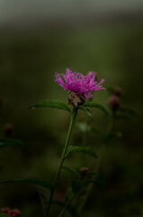 Obraz premium Wet flower in the grass - morning in the meadow 
