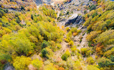 Fototapeta premium Valtellina, aerial view of forest in autumnal guise