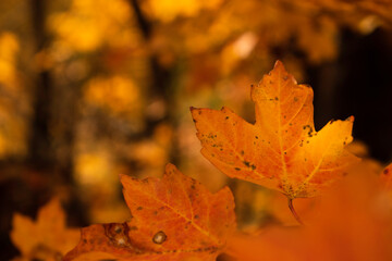 Bright and colorful autumn leaves patterns and backgrounds.