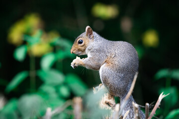 Squirrel Perched On A Tree Stump Eating