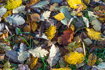 Fallen leaves on the grass. Autumn concept. Natural background