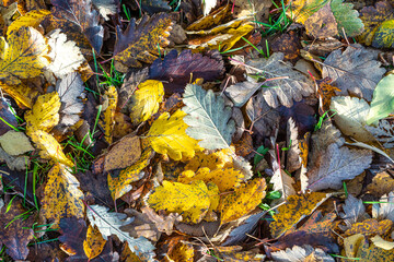 Fallen leaves on the grass. Autumn concept. Natural background