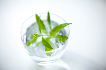 グラスに入ったレモンバーベナ