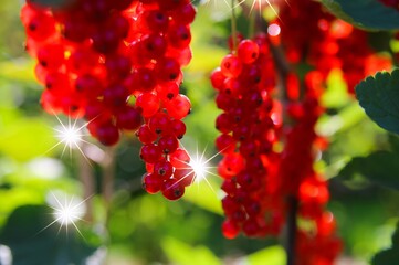 Closeup of riep fresh red currants berries hanging in bush with lens flares of morning sun (selective focus on berries left of center)