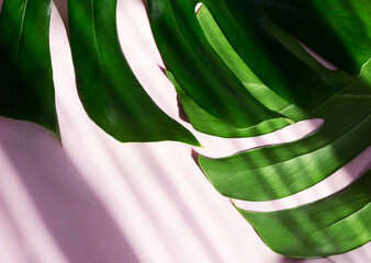 Tropical monstera leaves on a pink background close-up using decorative light. Creative layout from tropical leaves. Minimal summer exotic concept.