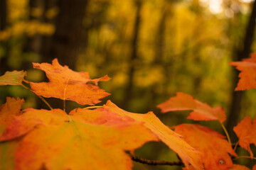 Bright and colorful autumn leaves patterns and backgrounds.
