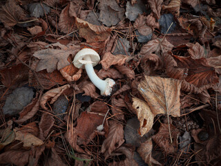  small white mushroom lies on the forest floor and is surrounded by red-brown leaves