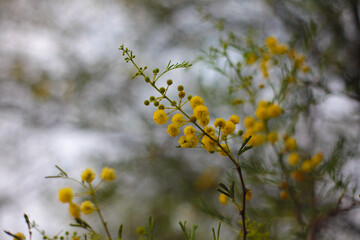 beautiful orange flowers on Indian Gum arabic tree commonly known as Babul, thorn mimosa, egyptian acacia or thorny acacia.
