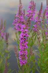 purple loosestrife