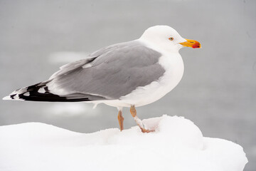 Möwe - Larus michahellis