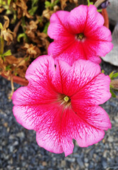 A flower of pink Mallow in the garden in the summer .