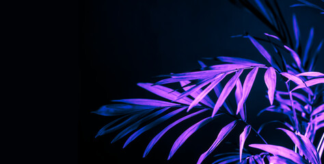 Closeup of neon light palm leaf on dark background. Purple exotic jungle foliage layout. Nightlife vibrant floral texture wallpaper.