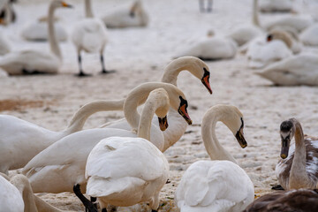 Obraz premium Schwäne Zufütterung im Winter